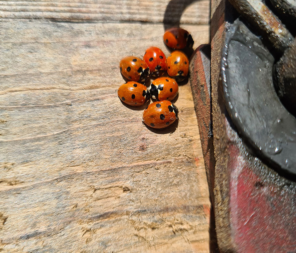 Coccinelles